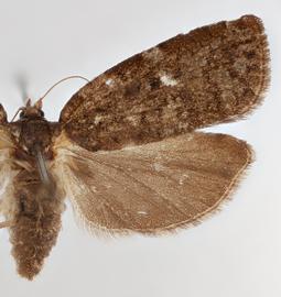   C. fumiferana , female .  © Loren Jones. Image used with permission.
